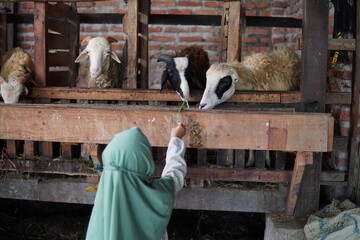children are feeding goats in the pen