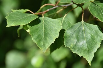These are green birch leaves in nature in sunny summer day.