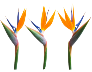 Stunning Bird of Paradise Flowers Isolated on White Background