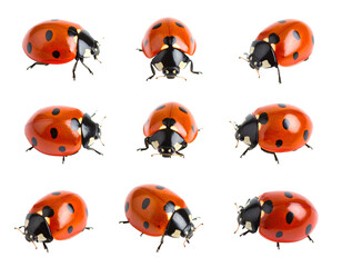 Fototapeta premium Isolated Tiny Ladybug Set on White Background