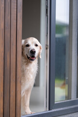A sweet golden retriever looks out the window of the house at the yard. The dog is waiting for its owner, gazing through the window.