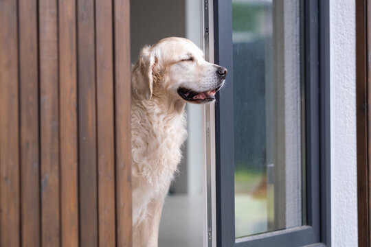 A sweet golden retriever looks out the window of the house at the yard. The dog is waiting for its owner, gazing through the window.