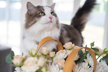 Naklejka na ściany i meble A cute gray cat is sitting on a table at home with a bouquet of flowers. The pets are eating the flowers.