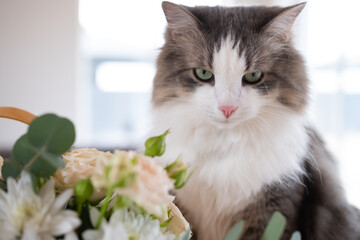 A cute gray cat is sitting on a table at home with a bouquet of flowers. The pets are eating the flowers.