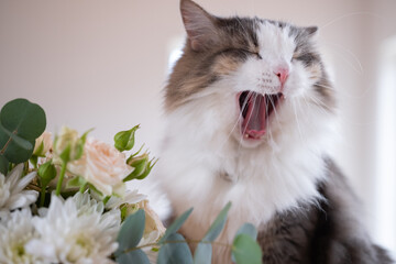 A cute gray cat is sitting on a table at home with a bouquet of flowers. The pets are eating the flowers.