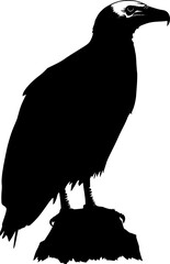 Vulture bird black silhouette vector image
