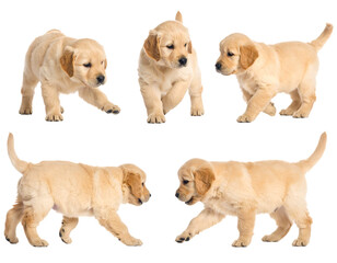 Playful Golden Retriever Puppy on White Background