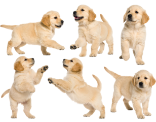 Playful Golden Retriever Puppies on Isolated Background