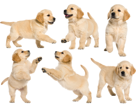 Playful Golden Retriever Puppies on Isolated Background