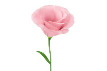 Obraz premium Studio shot of a single pink lisianthus flower isolated on a transparent background, perfect for design projects