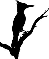 Woodpecker bird black silhouette vector art