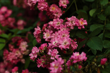 Musk rose blooming in spring. Close-up
