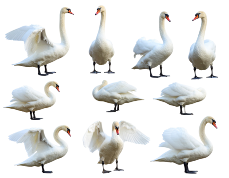 Elegant Swans in Graceful Poses on White Background