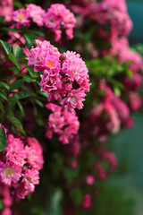 Obraz premium Musk rose blooming in spring. Close-up