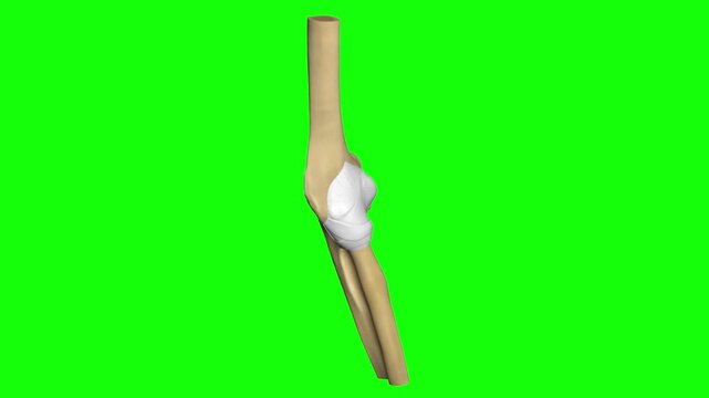 Animated View of Human Elbow Joint Motion for Medical Learning and Simulation with Green Screen