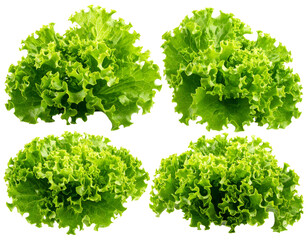 Fototapeta premium Fresh Green Lettuce Isolated on White Background