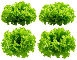 Obraz premium Fresh Green Lettuce Isolated on White Background