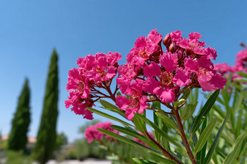 Fototapeta premium Vibrant Pink Flowers Blooming in Nature's Landscape Under Clear Blue Sky