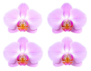 Elegant Delicate Orchid Flowers Isolated on White Background
