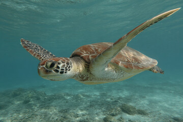 Fototapeta premium immerse yourself in vibrant underwater world of hawaii where breathtaking marine life thrives