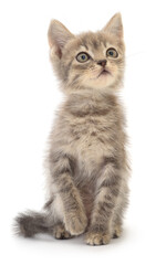 Kitten on white background.