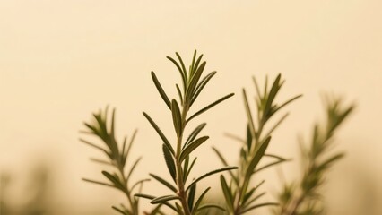 Fototapeta premium Several green rosemary sprigs are placed in front of a warm - yellow background, clearly showing their slender needle - shaped leaves. The picture is fresh and warm.