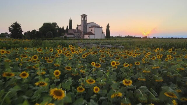 Girasoli al tramonto con chiesa , italy, Friuli venezia giulia