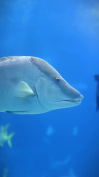 Hogfish (Lachnolaimus maximus) Swimming Over Coral Reef &ndash; 4K Underwater Footage
