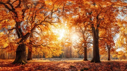 The Stunning Autumn Landscape with Golden-Hued Trees Illuminated by Sunlight