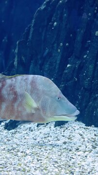 Hogfish (Lachnolaimus maximus) Swimming Over Coral Reef &ndash; 4K Underwater Footage