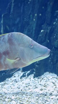 Hogfish (Lachnolaimus maximus) Swimming Over Coral Reef &ndash; 4K Underwater Footage