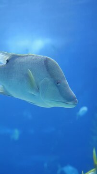 Hogfish (Lachnolaimus maximus) Swimming Over Coral Reef &ndash; 4K Underwater Footage