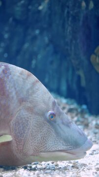 Hogfish (Lachnolaimus maximus) Swimming Over Coral Reef &ndash; 4K Underwater Footage