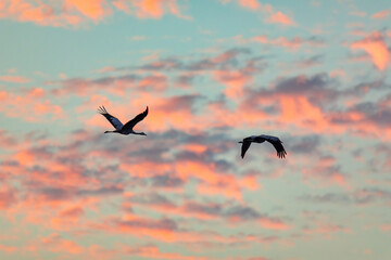 Zwei fliegende Kraniche, 02.09.2024. © Karl