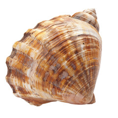 Obraz premium Close-up of a seashell (5)