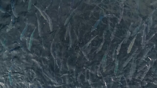 Aerial top view rainbow trout jumps out of water while feeding on fish farm aquaculture pisciculture.