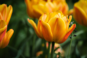 Bright yellow tulips with red accents bloom in full splendor in the garden.