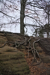 A tree defies the rock, its roots reaching over the rough surface.