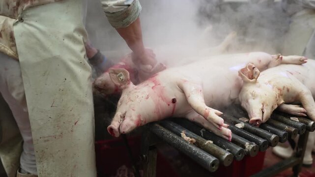 Butcher wearing white uniform and boots is burning pig's hair with a torch in a slaughterhouse processing line, preparing the carcass for further processing