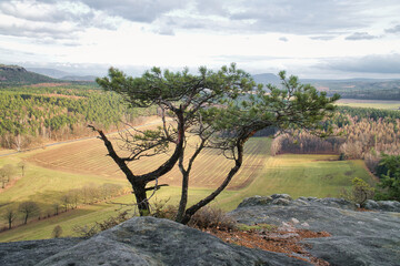 A striking tree on rocks overlooks a vast landscape.