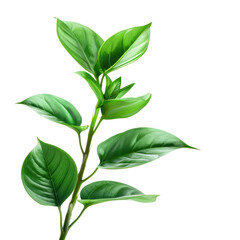 Vibrant green leaves on a stem