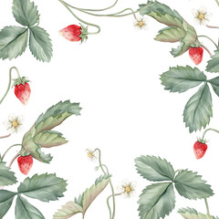 Wild strawberries square Frame. Hand drawn watercolor illustration of Border with woodland strawberries and white flowers on white isolated background. Drawing for food label or cards design.