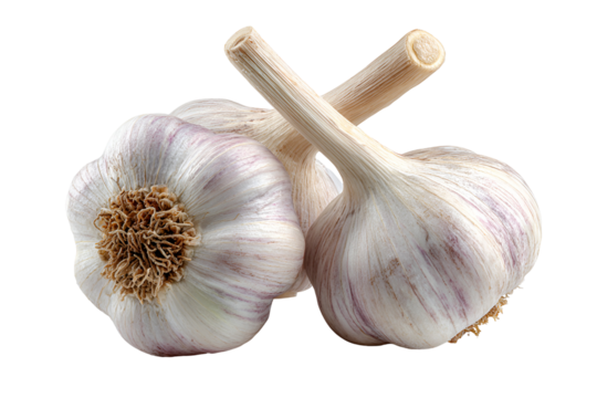 Two garlic bulbs crossed stems fresh vegetable food ingredient cooking