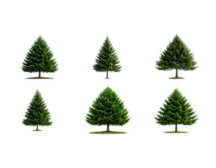 Fototapeta premium Green tree with thick leaves Christmas tree isolated on white background