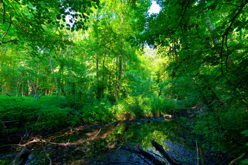The Lutin swamp Sensitive Natural Area along the Seine river in Île-de-France Region
