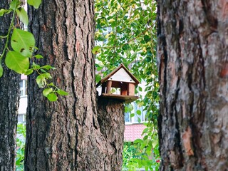 Wooden bird feeder and sparrow Bird feeder, wooden bird house, feeding for birds