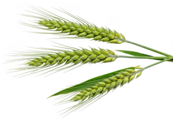 Three immature green wheat stalks with developing grains isolated on transparent background