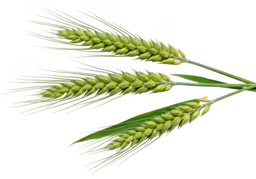 Three immature green wheat stalks with developing grains isolated on transparent background