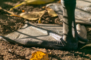 Bird's foot is shown in the dirt, with a shadow cast on the ground. Concept of stillness and quietness, as the bird's foot is the only visible part of the scene