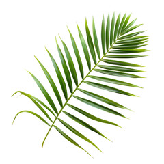 Close-up of a vibrant palm frond